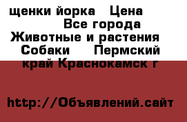 щенки йорка › Цена ­ 15 000 - Все города Животные и растения » Собаки   . Пермский край,Краснокамск г.